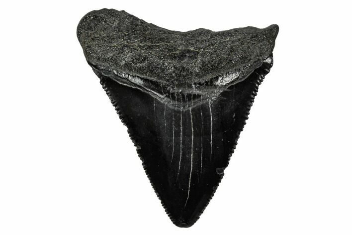 Serrated, Juvenile Megalodon Tooth - South Carolina #340743